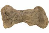 Hadrosaur (Edmontosaurus) Metatarsal - Wyoming #233810-3